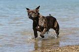 STAFFIE 140